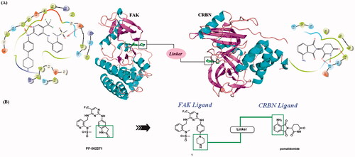 Figure 3. Design of FAK-targeting PROTACs. (A) Molecular docking model of compound 1 with FAK protein (PDB ID: 3BZ3) and the co-crystal binding modes of Pomalidomide (PDB ID: 4CI3). Piperazine fragment of 1 with CRBN E3 ligase ligand to develop FAK PROTACs by linkers. (B) FAK-targeting PROTACs including three parts: FAK Ligand, Linker, and CRBN Ligand.