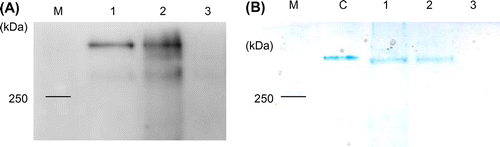 Fig. 4. Non-reducing and non-heat-denaturing SDS-PAGE analysis of oligomeric state of PyFer in the raw, dried, and toasted nori extracts.Protein extract from 100 μg of raw, dried, and toasted nori were loaded to 7.5% polyacrylamide gel without reducing reagents and heat treatment. Lane 1, raw; lane 2, dried; and lane 3, toasted nori. (A) Western blot analysis of non-reducing nori extracts. Antirecombinant PyFer antiserum was used as primary antibody. (B) The gel was stained by Prussian blue stain. The iron-containing protein on the gel was stained as light blue bands. Approximately, 50 ng of native soybean ferritin purified from dry soybean seeds was loaded as a control (lane C).