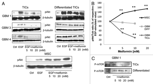 Figure 7. Metformin anti-tumor effects on GBM TICs are mediated by inhibition of Akt activation. (A) Effect of metformin (24 h pretreatment) on EGF (40 ng/ml, 5 min) induced Akt phosphorylation. Proteins were normalized for β-tubulin expression. On the left, representative results obtained using GBM1, GBM3 and GBM4 TICs and differentiated cells are reported, while on the right, the same experiment was performed on human MSCs. (B) Densitometric analysis of the data in (A), averaging two distinct experiments and expressed as phospho-Akt/β-tubulin ratio. (** = p < 0.01 vs. respective EGF-treated values.) (C) Effect metformin on mTOR phosphorylation.