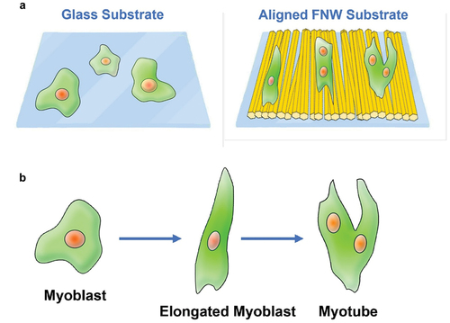 Figure 11. A) on aligned FNW substrates fabricated with the LB technique, myoblasts elongated and oriented along FNW alignment. Over time, some cells fused, becoming multinucleated, a characteristic representative of mature myotubes. b) Elongation induces an early stage of differentiation; fusion of elongated cells occurs at the late stages of differentiation.