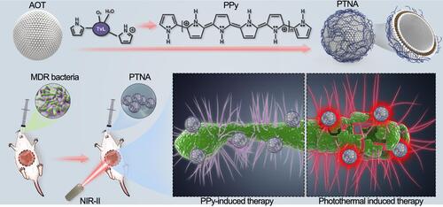 Figure 23 PPy-based photothermal nano-antibiotic (PTNA) for the treatment of multidrug-resistant bacterial infection. Reprinted with permission from Yang X, Xia P, Zhang Y, et al. Photothermal nano-antibiotic for effective treatment of multidrug-resistant bacterial infection. ACS Appl Bio Mater. 2020;3:5395–540. Copyright (2020). American Chemical Society.Citation217