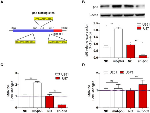 Figure 2 Wt-p53 regulated the transcription of miR-154. (A) Three putative p53 binding sites were predicted upstream of the miR-154 gene. (B) We overexpressed wt-p53 in U251 cells and knocked it down in U87 cells, and the p53 level was detected by Western blot. (C) MiR-154 expression in U251 cells and U87 cells after transfection is shown. (D) Mut-p53 (p53-R273H) was transfected into U251 and U373 cells, and miR-154 was not affected (**p<0.01, ns: no significance).