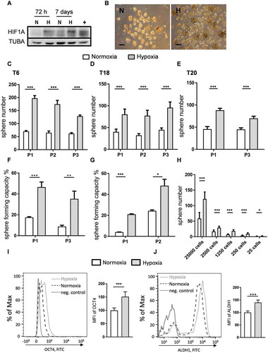 Figure 1. Hypoxia increases the self-renewal capacity of patient-derived TIC cultures. (A) HIF1A protein expression under normoxic (N) and hypoxic (H) culturing conditions over 3 d (72 h) and 7 d in T6 TICs. TUBA staining was used as a loading control and HepG2 cells exposed to hypoxia for 24 h were used as a positive control (+). (B) Representative image of patient T6-derived TICs, cultured under normoxia (N) and hypoxia (H). Scale: 100 µm. (C-H) Self-renewal capacity as determined by the 1000 cell sphere formation assay (C-E) in T6 (C), T18 (D) and T20 (E) cultures and by the single cell assay (F-G) in T6 (F) and T18 (G) cultures. Sphere formation was observed over several passages (P). (H) Self-renewal capacity was determined by a limiting dilution assay at multiple cell doses under normoxia and hypoxia. Results from one experiment using T6 TICs are shown and ELDA was used to assess significance. C-G; Data are representative of at least three independent experiments. (I-J) Hypoxia induces the expression of stem cell markers. (I) Flow cytometry staining of POU5F1 in T18 TICs under normoxic and hypoxic conditions and quantification of mean fluorescence intensity (MFI) of POU5F1 in two independent experiments (data normalized to normoxia). (J) Flow cytometry staining of ALDH1A1 in T18 TICs under normoxic and hypoxic conditions and quantification of mean fluorescence intensity (MFI) of ALDH1A1 in two independent experiments (data normalized to normoxia). Data are presented as mean ± SD except for F, G, and H, which are presented as a mean with 95% confidence interval, *p < 0.05, **p < 0.01, ***p < 0.001, ns = not significant.