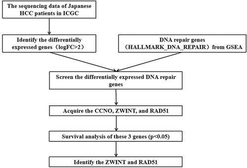 Figure 1. Flowchart of filtration process to identify target genes