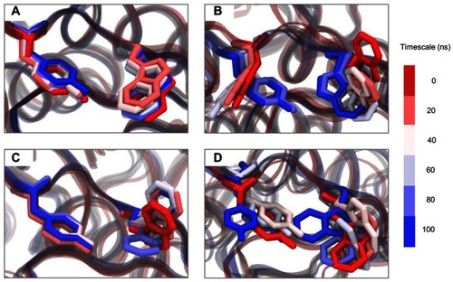 Figure 7 Time evolution snapshot every 20 ns at the two aromatic residues of SBS. (A) positive control, (B) MT1, (C) MT2, and (D) MT3.