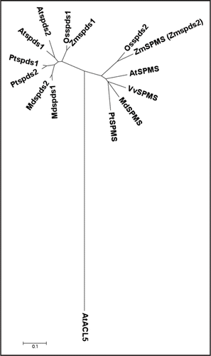 Figure 1 Phylogenetic tree representing the SPMS's and SPDS's from different plants. SPMS: Malus domestica (MdSPMS), Populus trichocarpa (PtSPMS), Vitis vinifera (VvSPMS), Arabidopsis thaliana (AtSPMS) and Oryza sativa (OsSPDS2); SPDS: Arabidopsis thaliana (AtSPDS1 and AtSPDS2), Oryza sativa (OsSPDS1), Populus trichocarpa (PtSPDS1 and PtSPDS2) and Malus domestica (MdSPDS1 and MdSPDS2); ACL5: Arabidopsis (AtACL5); were created by the neighbor-joining method using the MEGA version 3.1 program.Citation14 The distance scale represents evolutionary distance expressed as the number of substitutions per residue.