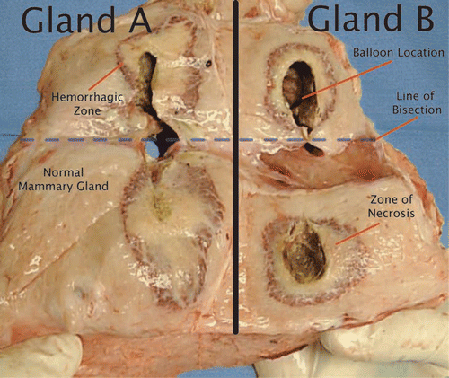 Figure 8. Gross appearance of two thermally treated mammary glands one week after thermotherapy.