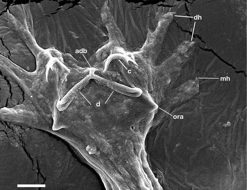 Figure 2. Hamatopeduncularia arii. Scanning electron microscope (SEM) picture to show some features of the parasite posterior end: digitate haptor (dh), armed with a marginal hook (mh), two dorsal anchors (c), dorsal bar (d) with appendix (adb), outer root of anchors (ora). Scale bar: 20 µm.