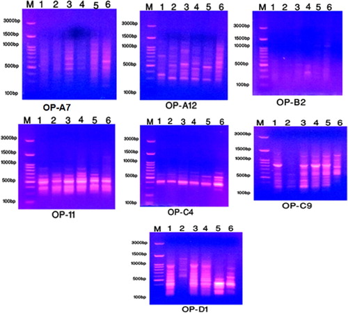 Figure 4. The amplification profile of seven RAPD primers for six studied taxa of Plantago species in KSA. 1: P. albicans. 2: P. ciliata. 3: P. amplexicaulis. 4: P. lanceolata. 5: P. psammophilia. 6: P. ovata.