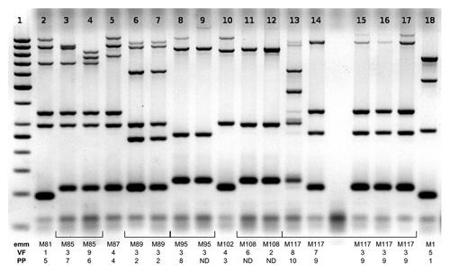 Figure 1. Results of routine MLVF analysis of 17 GAS strains. Each strain is marked with emm type, VF profileCitation1,Citation2 and PP profile,Citation1,Citation3 each numerical designation denotes unique pattern within the analyzed group of strains, strains with the same designation have identical profiles. Identical patterns 6 and 7 represent two strains of the same serotype (M89), the same VF profile (3) and the same PP profile (2). Patterns 14–17 represent four M117 strains. MLVF patterns of strains15–17, as well as VF and PP profiles, are identical, strain 14 has distinct, but related, MLVF and VF profiles. Lane 1: GeneRuler 50 bp standard (Fermentas).