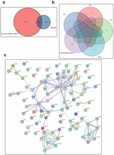 Figure 2. Network pharmacological analysis of SQJZJN-ingredients-targets-disease. A, Overlapped genes of the corresponding component targets of SQJZJN and CRF associated target genes. B, Overlapped genes between Polygonum cuspidatum Siebold & Zucc (Huzhang), Smilax glabra Roxb. (Tufuling), Sophora japonica L. (Huaihua), and Astragalus membranaceus (Fisch.) Bunge (Huangqi) and the disease targets. C, PPI network diagram. D, Network diagram of drug-active ingredients-target genes. E, Target gene enrichment chart