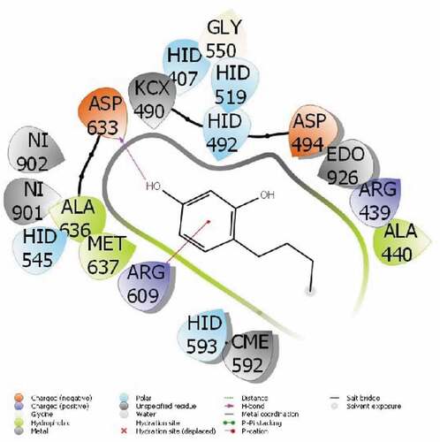 Figure 2. Presentation interactions of 4-Butylresorcinol with HMG-CoA reductase reductase.