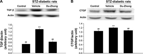 Figure 2 Effects of Du-Zhong on protein expression of TGF-beta and CTGF in renal tissues of rats.