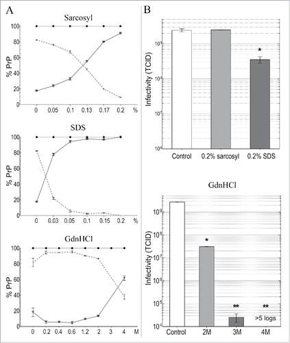 Figure 5. Detergent and GdnHCl treatments for 5 min at 22°C of FU-CJD p18 particles. Column A graphs the % of PrP solubilized at indicated detergent concentrations where the sol partition is shown by triangles with solid line and the insol % on the dotted line. Both components added to 100% PrP (black circles). Column B plots TCID of untreated control (white bar) and after indicated treatments. As little as 0.2% SDS without heat reduced p18 TCID by ~1 log, whereas 0.2% sarkosyl treatment, which also solubilizes most PrP, retains all infectivity. At 2M GdnHCl there is a 2 log decrease in titer, while 3M and 4M GdnHCl treatments caused >5 log reductions. SEM shown with all p-values <0.05 (*).