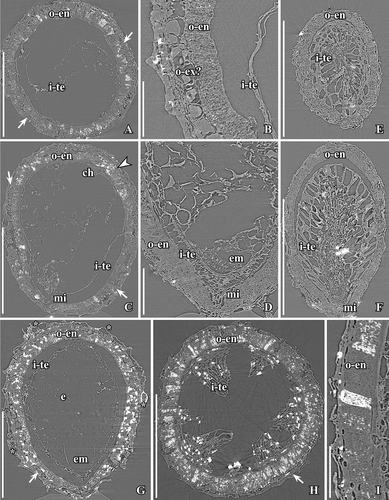 Figure 11. SRXTM images of Canrightiopsis intermedia gen. et sp. nov. (A–D, G–I) and Canrightiopsis sp. (E, F). Internal structures, from the Early Cretaceous Famalicão locality, Portugal (sample Famalicão 25). A–C. Transverse (A, B) and longitudinal (C) orthoslices through holotype showing fruit and enclosed seed; outer cells of fruit wall collapsed; endotesta (o-en) consists of a single layer of crystal cells with fibrous infilling; larger cells to the outside of the endotesta appears infilled with amorphous substance and may represent exotesta (o-ex? and arrows); internally, there are remnants of tegmen (i-te); subapical position of chalaza (ch) and micropyle (mi) towards the base seen in longitudinal orthoslice; remnants of embryo is preserved in the micropylar part of the seed; secondary crystal infilling (probably pyrite), particularly in endotesta is seen as white flecks (S174033). D. Longitudinal orthoslice through fruit with seed in micropylar area, showing palisade-shaped cells of endotesta (o-en), pointed micropyle (mi) formed from tegmen (i-te) extending through micropylar opening in endotesta and remnants of embryo is preserved in the micropylar part of the seed (em) (S174148). E, F. Transverse (E) and longitudinal (F) orthoslices through fruit with enclosed seed showing cells of endotesta (o-en) and radially elongated cells of tegmen (i-te), perhaps representing an endothelium (S174149). G. Longitudinal orthoslice through fruit and seed showing position of oil cells (asterisk) in the fruit wall; seed wall composed of endotesta (o-en) and tegmen (i-te) and larger cells (arrow) of possible exotesta, hollow space indicating position of embryo (em) and remains of endosperm (e) (S174006). H. Transverse orthoslice through fruit and seed showing endotesta (o-en) filled secondarily with crystals and fragmented tegmen (i-te) (S174004). I. Longitudinal orthoslice showing detail of seed wall with palisade-shaped cells of endotesta (o-en); one of the cells almost completely filled by secondary crystals seen as white flecks (S174005). Scale bars – 500 µm (A, C, E–H), 100 µm (B, D, I).
