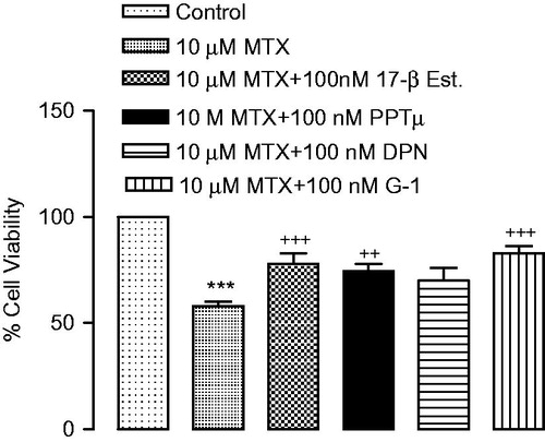 Figure 2. Renal proximal tubular epithelial cells were treated with 17β-estradiol (100 nm, n = 6), GPER-1 agonist G-1 (100 nm, n = 6), ERα agonist PPT (100 nm, n = 6), ERβ agonist DPN (100 nm, n = 6) for 30 min prior to treatment with methotrexate (10 μM, n = 6) for 48 h. Cell viability was determined by MTT assay. ***p < 0.001 versus vehicles, ++p < 0.01, +++p < 0.001 versus MTX.