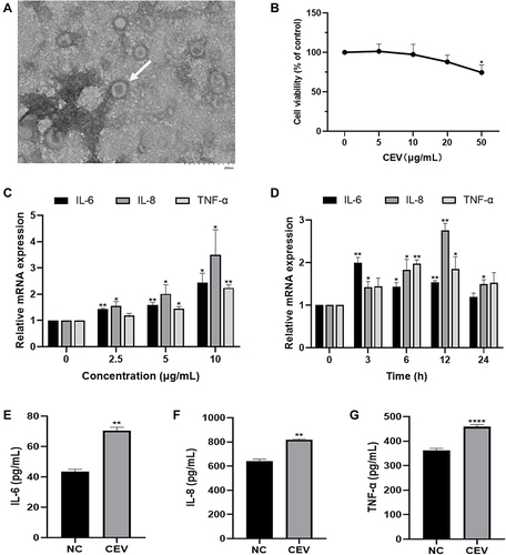 Figure 1 CEVs induced inflammatory response in NHEKs. (A) The morphology of CEVs (white arrow) was observed by TEM. Scale bar, 200 nm. (B) Cell viability of NHEKs 24 h after CEVs stimulation at different concentrations (0, 5, 10, 20, 50 μg/mL) was detected by CCK-8 assay. (C and D) mRNA levels of IL-6, IL-8 and TNF-α following CEVs stimulation at different concentrations (C) and different time points (D) were detected by RT-PCR. (E–G) Protein levels of IL-6, IL-8 and TNF-α in culture supernatants of NHEKs incubated with 10 μg/mL of CEVs for 12 h were detected by ELISA. The data are presented as the mean ± S.E.M. of three independent experiments. *P < 0.05; **P < 0.01; ****P < 0.0001.