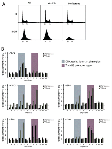 Figure 5. Effect of the topoisomerase II inhibitor merbarone on multi-protein complex assembly. (A) Flow cytometry analysis of T98G cells treated with merbarone. The upper panels show propidium iodide (PI) staining; the lower panels show BrdU incorporation. (B) Results of high resolution ChIP experiments in T98G cells treated with merbarone.