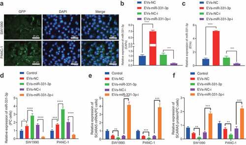 Figure 4. CAFs-derived EVs transport miR-331-3p to inhibit the expression of SCARA5.