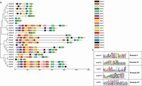 Figure 4. Phylogenetic relationships and protein motif distribution analysis.a. The phylogenetic tree of the BsIAAs. b. Motif distributions in the B. striata.