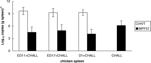 Figure 5.  HVT and MPF57 viral loads in the spleen in vaccinated chickens. Three groups were vaccinated by HVT at ED-11, ED-17 or D-1 while the fourth group was unvaccinated. All groups were challenged by MPF57 at day 8 and birds were sacrificed after 8 weeks.