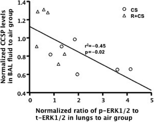 Figure 3 The activation level of ERK1/2 in lung tissues negatively correlated with CCSP levels of BAL fluid in CS alone, and roflumilast plus CS groups. The phosphorylation levels of ERK1/2 in lungs were plotted against CCSP levels in BAL fluid. The activation of ERK1/2 in lungs negatively correlated with CCSP levels of BAL fluid. (r2 = 0.45, p = 0.02).