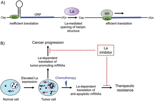 Figure 6. A model for the role of human RNA-binding protein La in cancer progression and therapeutic resistance