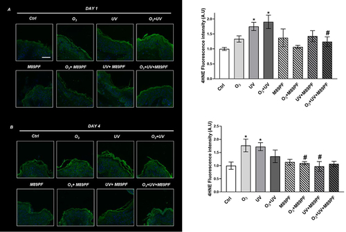 Figure 2 Preventive role of M89PF on the increased expression levels of the oxidative marker 4-HNE. 4-HNE expression levels in skin explants samples exposed to O3, UV, O3+ UV and/or pretreated topically with M89PF for 24h and analyzed at DAY 1 (A) or at DAY 4 (B). Magnification 40X. Scale bar 100 μm. Right panels show the quantification of relative immunofluorescence staining for 4-HNE after different treatments (upper panel, DAY1; below panel, DAY4). Data are expressed as the mean of the three different subjects ± standard deviation. *p≤0.05 Ctrl vs Pollutant; #p≤0.05 M89PF + Pollutant vs Corre-sponding Pollutant. One-way ANOVA followed by Bonferroni post hoc test.