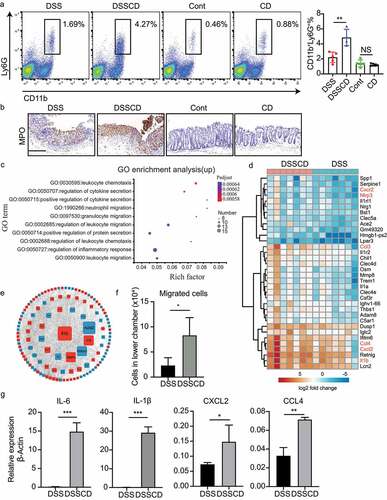 Figure 4. Mice with colitis challenged with C. difficile show increased neutrophil infiltration and enhanced expression of migratory genes. (a) Representative flow plots (left) and relative quantification (right) of the proportions of CD11b+Ly6G+ in CD45 cells. (b) Representative images of immunohistochemical MPO staining. Scale bars, 200 μm. (c) Upregulated genes in the DSSCD group relative to the DSS group were enriched for GO functional analysis. The top 10 pathways are shown in a bubble plot. The size and color of the bubble represent gene numbers enriched in each pathway and the respective enrichment significance. (d) a heatmap depicts upregulated gene expression from the most enriched pathways between the DSSCD and DSS groups. (e) a gene expression interaction network was generated by STRING and shown by Cytoscape. Red and blue rectangles represent up- and downregulated genes in the DSSCD group, respectively. The size of the rectangles indicates their betweenness centrality value. (f) Neutrophils were isolated from bone marrow in the DSSCD and DSS groups. The number of migrated neutrophils in the lower chamber was counted using trypan blue staining. (g) the mRNA transcripts of IL-6, IL-1β, CXCL2, and CCL4 in neutrophils isolated from the DSSCD and DSS groups were detected by real-time qPCR. Gene expression was normalized to β-actin. Data are shown as the mean±sd. Each dot indicates an individual mouse. Data (a, b, f, and g) are representative of at least three independent experiments. Statistical analysis between the groups was performed by the Mann – Whitney test. *P < 0.05, **P < 0.01, ***P < 0.001.