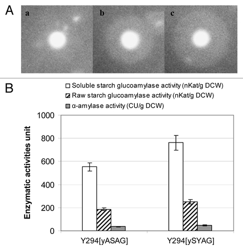 Figure 2. Glucoamylases production by wild type and recombinant S. cerevisiae strains. (A) Hydrolysis of raw starch appears as clear zones around S. cerevisiae colonies secreting functional glucoamylases; strain (a) Y294 (reference), (b) Y294[yASAG] secreting the native GAI, (c) Y294[ySYAG] secreting the codon-optimized sGAI, were grown for 4 d on agar containing raw starch and then stained with iodine solution. (B) Glucoamylase and α-amylase activities of the strains Y294[yASAG] and Y294[ySYAG]; glucoamylase activity, determined at pH 5.4 and 30°C, was reported as nanokatals per gram dry cell weight (nKat/g DCW), which is the enzyme activity needed to produce 1 nmol of glucose per second per gram dry cell weight. α-amylase activity, detected at pH 5.4 and 50°C, was expressed as Ceralpha Units per gram dry cell weight (CU/g DCW), which is the enzyme activity required to release 1 micromol p-nitrophenyl per min per gram dry cell weight.