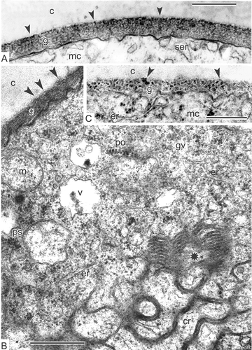 Figure 4. The transition stage from young to middle tetrad. A. Magnolia delavayi: Glycocalyx consists of spherical units (spherical micelles), some of them re-arranging into rod-like units (cylindrical micelles, arrowheads). B. Magnolia sieboldii: Microspore cytoplasmic organelles and inclusions; chain-mail reticulum (cr) and associated stack of membranes (asterisk) in the microspore cytoplasm; the cytoplasm is crowded with ribosomes, polysomes (po), golgi vesicles (gv) and cisternae of endoplasmic reticulum (er); rod-like units are visible in the glycocalyx layer (arrowheads); some mitochondria (m) and plastids (p) are underdifferentiated. C. Michelia fuscata: Glycocalyx consists of spherical units (spherical micelles), some of them re-arranging into rod-like units (cylindrical micelles, arrowheads). Abbreviations: see Figure 1. Scale bars – 500 nm.