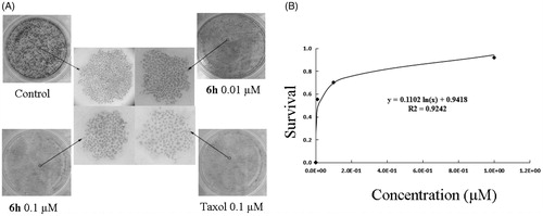 Figure 6. Colony formation ability was inhibited by 6h treatment. (A) The images of stained colonies under phase-contrast microscopy. (B) The curve was fitted as the inhibition ratio of colony formation against the concentration. Values are represented as mean ± SD from three independent colony formation experiments.