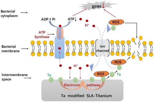 Figure 10 The schematic diagram of the possible antibacterial mechanism underlying the antimicrobial activity phenomenon of SLA-Ta surface.