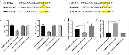 Figure 4 Hsa_linc_01176 targets miR-218-5p affect downstream IL-36G. (a) The binding site of mir-218-5p in LINC01176 3 “-UTR. (b) The binding sites of mir-218-5p in IL36G 3”-UTR. (c and d) Dual-luciferase reporter gene detection showed that mir-218-5p mimics inhibited the luciferase activity of LINC01176-WT and IL-36G-WT reporter molecules. (e and f) The results of qPCR showed that LINC01176 regulated the expression of IL-36G by inhibiting mir-218-5p (*P < 0.05, **P < 0.01, ***P < 0.001.).