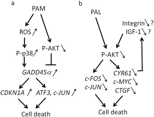Figure 18. Intracellular molecular mechanisms to explain the differences between PAM- and PAL-treated glioblastoma cells; models of intracellular molecular mechanisms of cell death in (a) PAM-treated and (b) PAL-treated glioblastoma cells, based on microarray and qRT-PCR [Citation185] (Reprinted from Sci Rep 9, 13657 (2019)).