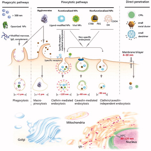 Figure 3. Mechanisms of endocytosis of nanoparticles (NP) and cellular components involved. Reproduced with permission from [Citation35]. Copyright 2013 American Chemical Society.