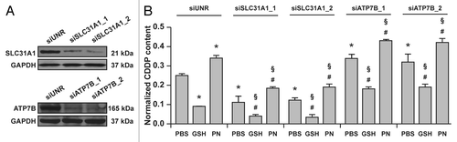 Figure 2. Vitamin B6 exacerbates the intracellular accumulation of cisplatin (CDDP) independent of ATP7B and SLC31A1. (A) Immunoblots depicting the efficacy of siRNA-mediated ATP7B and SLC31A1 downregulation. Glyceraldehyde-3-phosphate dehydrogenase (GAPDH) levels were checked to monitor equal lane loading. (B) Intracellular levels of CDDP (normalized to protein content) in lysates from A549 transfected with a control siRNA (siUNR) or with siRNAs specific for ATPase, Cu2+ transporting, β polypeptide (siATP7B) and solute carrier family 31, member 1 (siSLC31A1) then treated for 24 h with 25 μM CDDP alone (in the presence of a control amount of PBS) of combined with 5 mM reduced glutathione (GSH) or 5 mM pyridoxine (PN). Means ± SEM (n = 6). *p < 0.05 (Student’s t-test), as compared to siUNR-transfected cells treated with CDDP only; #p < 0.05 (Student’s t-test), as compared to cells transfected with the same siRNA and treated with CDDP only; §p < 0.05 (Student’s t-test), as compared to siUNR-transfected cells treated with the same compounds.