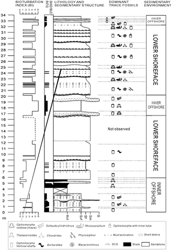 Figure 3. Stratigraphic column of Fanziao section showing a storm wave-dominated sedimentary environment that fluctuated between lower shoreface and inner offshore. The stratigraphic cycles are reflected in variations in the sand–mud ratio, as well as in the trace fossil assemblage.