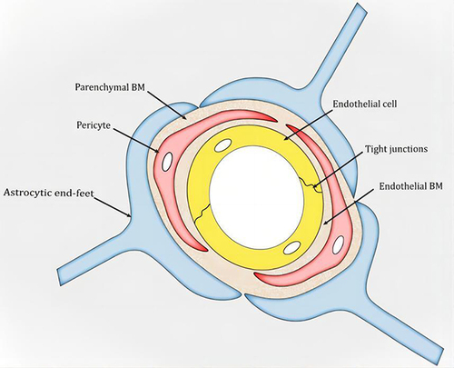 Figure 2 Schematic snapshot of the blood–brain barrier. Reprinted from Xu L, Nirwane A, Yao Y. Basement membrane and blood-brain barrier. Stroke Vasc Neurol. 2019;4(2):78–82. Creative Commons.Citation14