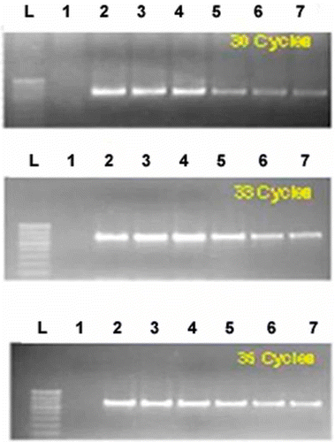 Fig. 3. Differential PCR amplification at different cycles for VA 239 resistant accession ML818 with MYMV coat protein primer. Lane 1: uninoculated control, Lane 2: VA 221 day 5, Lane 3: VA 221 day 10, Lane 4: VA 221 day 15, Lane 5: VA 239 day 5, Lane 6: VA 239 day 10, Lane 7: VA 239 day 15.