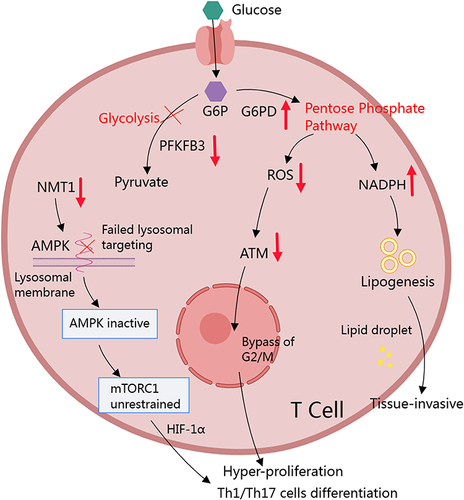 Figure 2 RA conditions favor PPP in CD4+ T cells. Increased PFKFB3/G6PD ratio serves as the fundament for the accelerated PPP in RA T cells. It leads to the production of large amounts of NADPH in cytoplasm. By supporting lipid synthesis, NADPH facilitates membranes construction, which makes T cells more reproductive and invasive. The increase in NADPH eventually depletes ROS. It directly prolongs the longevity of T cells, and induces them to rapidly proliferate by bypassing ATM-controlled G2/M cell cycle checkpoint. The low oxidative stress condition is also favorable for Th1 and Th17 differentiation. Concurrently, decreased NMT1 expression in T cells results in the inability to target AMPK to lysosomes, leading to elevated and unrestricted activation of mTORC1, which promotes Th1 and Th17 differentiation by mediating HIF-1α.