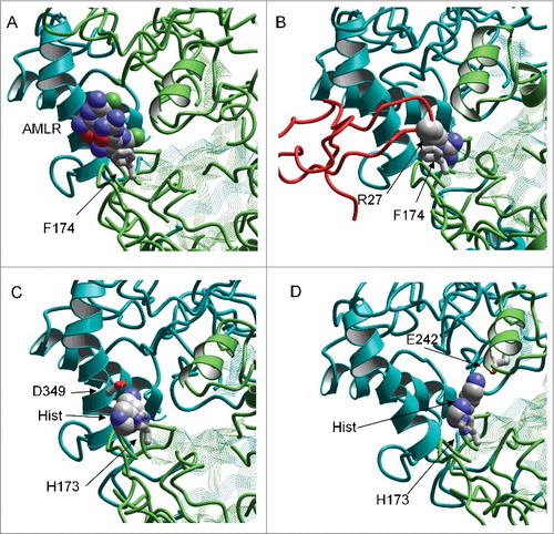 Figure 6. Possible binding of amines at the acidic pocket of ASIC1a. A and B, X-ray structures show interactions of Phe174 with psalmotoxin (A, PDB code 4fz0) and amiloride (B, PDB code 4ntx). C and D, putative binding modes of histamine. Aromatic moiety binds to ASIC1a-specific His173, whereas aminogroup can reach Asp349 (C) or Glu242 (D).