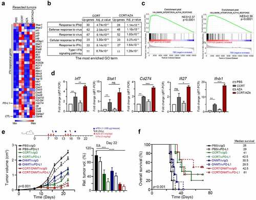 Figure 6. DNMTi enhanced the therapeutic efficacy of concurrent chemoradiotherapy and anti-PD-L1 immunotherapy in CRC in vivo.(a) Resected tumors from representative mice were analyzed by RNA-seq (n = 2). The IFNβ-related signatures are shown (n = 2 per group). (b) The most enriched upregulated genes list (GO analysis) in CCRT and PBS group are shown (CCRT vs PBS and CCRT/ATZ vs PBS). (c) The result of GSEA (Gene Set Enrichment analysis) indicated that type I IFN signaling was activated in CCRT group compared to PBS group, and in CCRT/AZA group compared to PBS group. (d) The mRNA level of type I IFN signatures in the resected tumors were analyzed by qRT-PCR (n = 3–4). *p < .05, **p < .01 and ***p < .001. (e) Tumor-bearing BALB/c mice (n = 6) were treated with AZA (0.5 mg/kg, i.p. injection), CCRT [IR (5 Gy) and 5-FU (5 mg/kg, i.p. injection)] and anti-PD-L1 blockade (100 μg/mouse, i.p. injection) at the indicated times shown on the timeline. Tumor volume was measured and calculated every 3 days. The relative tumor volume is shown (n = 6). **p < .01 and ***p < .001. Mouse survival was assessed with Kaplan-Meier survival curves (n = 6)
