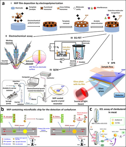 Scheme 6. (a) Examples of the most common MIP chemosensors including (I) a general procedure of thin MIP film deposition on the sensors’ surface. Simplified schemes of (II) electrochemical, (III) EG-FET, (IV) QCM, and (V) SPR MIP chemosensors, adapted respectively, from (I) (Sharma et al. Citation2012); (II) (Pieta et al. Citation2013); (III) (Iskierko et al. Citation2016), and (IV) (Dabrowski et al. Citation2016); (b) Microfluidic devise for simultaneous purification and electrochemical determination of carbofuran in fruit and vegetable samples. Adapted from Li, Li, et al. (Citation2018); (c) ECL assay based on MIP film and upconverting NPs for clenbuterol determination in meat samples. Adapted from Jin et al. (Citation2018).