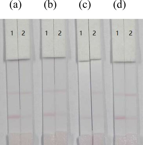 Figure 5. Optimization of four kinds of milk samples. Coating concentration is 1 mg/mL (coating 1, FM-EDC-BSA). (a) FM standard was spiked into whole milk; (b) FM standard was spiked into infant milk; (c) FM standard was spiked into goat milk; (d) FM standard was spiked into liquid milk. Strip 1: FM-negative sample (0 ng/mL); Strip 2: FM-positive sample (5 ng/mL).