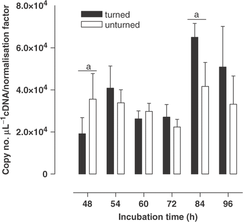 Figure 3. The expression (mean ± SEM, n = 6) of carbonic anhydrase IX mRNA by the blastoderm of the Japanese quail in turned and unturned eggs from 48 to 96 h of incubation. For turned and unturned eggs combined, and for each period of incubation, means sharing the same superscript differ (P < 0·05).