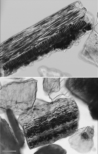 Figure 4. Different types of gill filament fragments: (top) anchovy, (bottom) cod. Note the presence of the distinct palisade layer (top image). Bar = 50 µm.