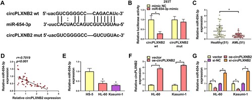 Figure 3. CircPLXNB2 acted as a sponge for miR-654-3p. (A) miR-654-3p was predicted to be the target of circPLXNB2 by using the Starbase3.0 online database. (B) Dual-luciferase reporter assay was used to confirm whether circPLXNB2 combined with miR-654-3p. n = 3 independent biological replicates. (C) qRT-PCR detection of miR-654-3p in healthy donors (n = 51) and AML patients (n = 51). (D) Pearson’s correlation analysis was performed to assess the relationship between circPLXNB2 and miR-654-3p expression in AML patients. n = 51. (E) qRT-PCR was used to detect the expression of miR-654-3p in HS-5, HL-60 and Kasumi-1 cells. n = 3 independent biological replicates. (F) qRT-PCR detection of circPLXNB2 in HL-60 and Kasumi-1 cells transfected with vector or oe-circPLXNB2. n = 3 independent biological replicates. (G) qRT-PCR detection of miR-654-3p in HL-60 and Kasumi-1 cells transfected with vector, oe-circPLXNB2, si-NC, or si-circPLXNB2. n = 3 independent biological replicates. *P < 0.05 vs. healthy controls, HS-5 cells, mimic NC, vector or si-NC.