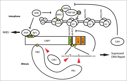 Figure 7. Model of 53BP1 inhibition by Plk1 and Cdk1 phosphorylation in mitosis. Following exposure of interphase cells to genotoxic stress, activation of ATM eventually leads to monoubiquitination of H2A by RNF168. Together with constitutive H4K20-me2 modification this allows recruitment of 53BP1 to DNA damage foci and its function in NHEJ repair. In mitosis, Cdk1 phosphorylates 53BP1 in the N-terminal part to generate a docking site for Plk1. In turn, Plk1 phosphorylates 53BP1 at S1618 within the UDR domain and disables binding of 53BP1 to H2A-Ub. In addition, Cdk1 phosphorylates S1609 and S1678 further inhibiting the ability of 53BP1 to bind to H2A-Ub. Mitotic 53BP1 is not phosphorylated by ATM in mitosis and its role in NHEJ is blocked.
