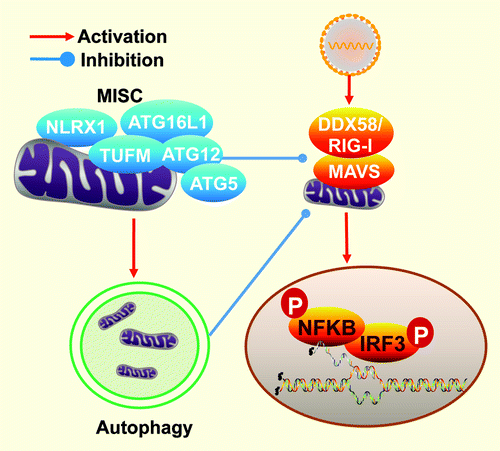 Figure 1. This illustration shows a mitochondrial immune signaling complex (MISC) that centers on NLRX1 and TUFM with the latter recruiting ATG12–ATG5 and ATG16L1. It shows the independent dual functions in directly inhibiting DDX58 and promoting autophagy.